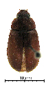  (Scitala aureorufa - ww04314)  @13 [ ] CreativeCommons - Attribution Non-Commercial Share-Alike (2017) Andrew Mitchell Australian Museum