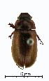  (Sericesthis suturalis - ww04316)  @13 [ ] CreativeCommons - Attribution Non-Commercial Share-Alike (2017) Andrew Mitchell Australian Museum