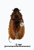  (Sericesthis nemoralis - ww04332)  @13 [ ] CreativeCommons - Attribution Non-Commercial Share-Alike (2017) Andrew Mitchell Australian Museum