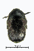  (Bisallardiana - ww04333)  @14 [ ] CreativeCommons - Attribution Non-Commercial Share-Alike (2017) Andrew Mitchell Australian Museum