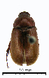  (Sericesthis sp_nr_incola_TAW - ww04351)  @13 [ ] CreativeCommons - Attribution Non-Commercial Share-Alike (2017) Andrew Mitchell Australian Museum