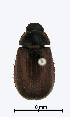  (Scitala rorida - ww04353)  @11 [ ] CreativeCommons - Attribution Non-Commercial Share-Alike (2017) Andrew Mitchell Australian Museum