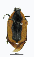  (Diaphonia dorsalis - ww04357)  @14 [ ] CreativeCommons - Attribution Non-Commercial Share-Alike (2017) Andrew Mitchell Australian Museum