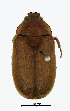  ( - ww04597)  @13 [ ] CreativeCommons - Attribution Non-Commercial Share-Alike (2017) Andrew Mitchell Australian Museum