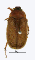  ( - ww04638)  @13 [ ] CreativeCommons - Attribution Non-Commercial Share-Alike (2017) Andrew Mitchell Australian Museum