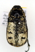  (Dermolepida - ww05490)  @13 [ ] CreativeCommons - Attribution Non-Commercial Share-Alike (2017) Andrew Mitchell Australian Museum