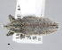  (Lixus myagri - CNCCOLVG00011155)  @11 [ ] c (2021) Vasily Grebennikov CFIA