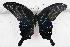  (Papilio dialis - SCBP1231)  @13 [ ] Unspecified (default): All Rights Reserved (2015) Unspecified Unspecified