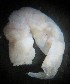  (Protankyra - ECOSUR-OH-E0112)  @11 [ ] CreativeCommons  Attribution Non-Commercial (by-nc) (2016) Unspecified Unspecified
