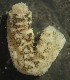  (Synaptula hydriformis - ECOSUR-OH-E0134)  @11 [ ] CreativeCommons  Attribution Non-Commercial (by-nc)  Unspecified Unspecified