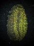  (Holothuria sp. NEGV2 - ECOSUR-OH-E0155)  @11 [ ] CreativeCommons  Attribution Non-Commercial (by-nc)  Unspecified Unspecified