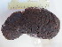  ( - ECOSUR-OH-E0167)  @11 [ ] CreativeCommons  Attribution Non-Commercial (by-nc) (2016) Unspecified Unspecified