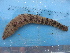  ( - ECOSUR-OH-E0168)  @11 [ ] CreativeCommons  Attribution Non-Commercial (by-nc)  Unspecified Unspecified
