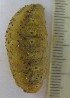  ( - ECOSUR-OH-E0174)  @11 [ ] CreativeCommons  Attribution Non-Commercial (by-nc) (2016) Unspecified Unspecified