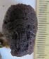  (Holothuria portovallartensis - ECOSUR-OH-E0181)  @11 [ ] CreativeCommons  Attribution Non-Commercial (by-nc) (2016) Unspecified Unspecified