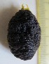  ( - ECOSUR-OH-E0186)  @11 [ ] CreativeCommons  Attribution Non-Commercial (by-nc) (2016) Unspecified Unspecified