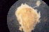  (Cristaserolis gaudichaudi - ME11-2)  @11 [ ] No Rights Reserved  Unspecified Unspecified