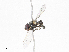  ( - CBG-A00297-D06)  @11 [ ] CreativeCommons - Attribution Share - Alike (2023) CBG Photography Group Centre for Biodiversity Genomics