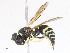  ( - CBG-A00297-G04)  @11 [ ] CreativeCommons - Attribution Share - Alike (2023) CBG Photography Group Centre for Biodiversity Genomics