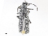  ( - CBG-A00297-G10)  @11 [ ] CreativeCommons - Attribution Share - Alike (2023) CBG Photography Group Centre for Biodiversity Genomics