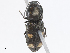  ( - CBG-A08774-F03)  @11 [ ] CreativeCommons - Attribution Share - Alike (2023) CBG Photography Group Centre for Biodiversity Genomics