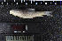  ( - 8007806)  @11 [ ] CreativeCommons  Attribution Share-Alike (2019) Unspecified Zoological Research Museum Alexander Koenig