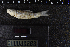  ( - 8007807)  @11 [ ] CreativeCommons  Attribution Share-Alike (2019) Unspecified Zoological Research Museum Alexander Koenig