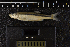  ( - 8007866)  @11 [ ] CreativeCommons  Attribution Share-Alike (2019) Unspecified Zoological Research Museum Alexander Koenig