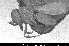  ( - SMNS_HYM_Sce_001945)  @11 [ ] CreativeCommons - Attribution Share-Alike (2024) Unspecified Florida Department of Agriculture and Consumer Services, Division of Plant Industry