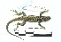  (Sceloporus jalapae - JEGE 315)  @11 [ ] Copyright (2015) Norma L. Manríquez-Morán CIB-UAEH