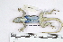  (Sceloporus variabilis - NLMM 452)  @11 [ ] Copyright (2015) Norma L. Manríquez-Morán CIB-UAEH