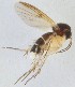 (Mycetophila immaculata - DIPT-JS-2015-0038)  @12 [ ] CreativeCommons - Attribution Non-Commercial (2015) Marko Mutanen University of Oulu