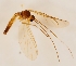  (Macrocera estonica - DIPT-JS-2016-0675)  @11 [ ] CreativeCommons - Attribution Non-Commercial (2016) Marko Mutanen University of Oulu