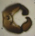  ( - JS-COI-2016-0064)  @11 [ ] CreativeCommons - Attribution Non-Commercial (2016) Marko Mutanen University of Oulu