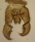  (Corynoptera quantula - JS-COI-2016-0068)  @12 [ ] CreativeCommons - Attribution Non-Commercial (2016) Marko Mutanen University of Oulu