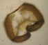  (Pseudolycoriella subbruckii - JS-COI-2016-0125)  @12 [ ] CreativeCommons - Attribution Non-Commercial (2016) Marko Mutanen University of Oulu