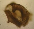 (Pseudolycoriella subbruckii - JS-COI-2016-0125)  @12 [ ] CreativeCommons - Attribution Non-Commercial (2016) Marko Mutanen University of Oulu