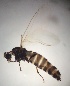  (Apiloscatopse flavocincta - JS-COI-2016-0148)  @11 [ ] CreativeCommons - Attribution Non-Commercial (2016) Marko Mutanen University of Oulu