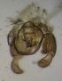  (Campylomyza cf - JS-COI-2016-0155)  @11 [ ] CreativeCommons - Attribution Non-Commercial (2016) Marko Mutanen University of Oulu