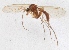  (Neoplatyura noorae - MYCE-JS-2013-0220)  @13 [ ] CreativeCommons - Attribution Non-Commercial (2015) Marko Mutanen University of Oulu