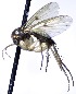  (Mycetophila triangulata - MYC_AP_00053)  @11 [ ] by-nc (2021) Unspecified Forest Research Institute, Petrozavodsk