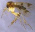  (Mycetophila triangularis - MYC_JJ_2021_15)  @11 [ ] by-nc (2021) Unspecified Regional Museum of Lapland, Rovaniemi