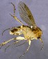  (Mycetophila subsigillata - MYC_JJ_2021_4)  @11 [ ] by-nc (2021) Unspecified Regional Museum of Lapland, Rovaniemi