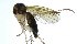  (Mycetophila monstera - NVO.LMM-Myc-1874)  @11 [ ] by-nc (2021) Unspecified Regional Museum of Lapland, Rovaniemi