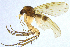  (Mycetophila confusa - NVO.LMM-Myc-2130)  @11 [ ] by-nc (2021) Unspecified Regional Museum of Lapland, Rovaniemi