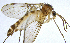  ( - NVO.LMM-Myc-2141)  @11 [ ] by-nc (2021) Unspecified Regional Museum of Lapland, Rovaniemi