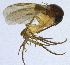  (Sceptonia fumipes - NVO.LMM-Myc-2144)  @11 [ ] by-nc (2021) Unspecified Regional Museum of Lapland, Rovaniemi