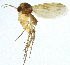  (Mycetophila unguiculata - NVO.LMM-Myc-2145)  @11 [ ] by-nc (2021) Unspecified Regional Museum of Lapland, Rovaniemi