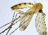  (Orfelia fasciata - NVO.LMM-Myc-2169)  @11 [ ] by-nc (2021) Unspecified Regional Museum of Lapland, Rovaniemi