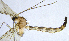 (Macrocera fasciata - NVO.LMM-Myc-2173)  @11 [ ] by-nc (2021) Unspecified Regional Museum of Lapland, Rovaniemi